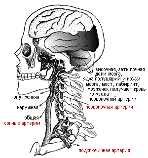 Вертебробазилярная область