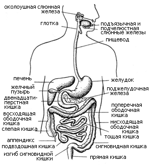 желудочно-кишечный тракт